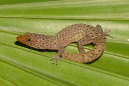 Image of Caicos Least Gecko