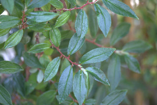 Image of fuchsia begonia