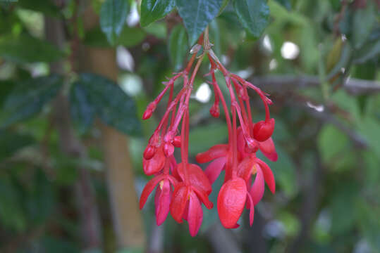 Image of fuchsia begonia