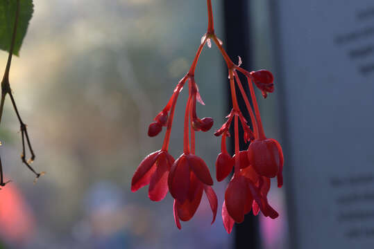 Image of fuchsia begonia