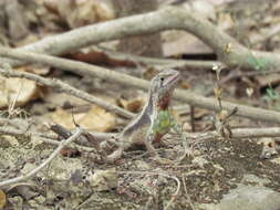 Image of Stenocercus puyango Torres-carvajal 2005