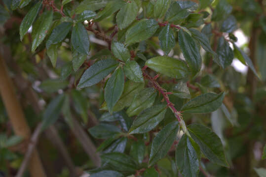 Image of fuchsia begonia