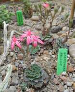 Image of Graptopetalum bellum (Moran & Meyran) D. R. Hunt