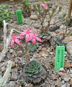 Image of Graptopetalum bellum (Moran & Meyran) D. R. Hunt