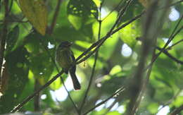 Image of Pacific Flatbill