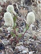 Ptilotus nobilis F. Müll.的圖片