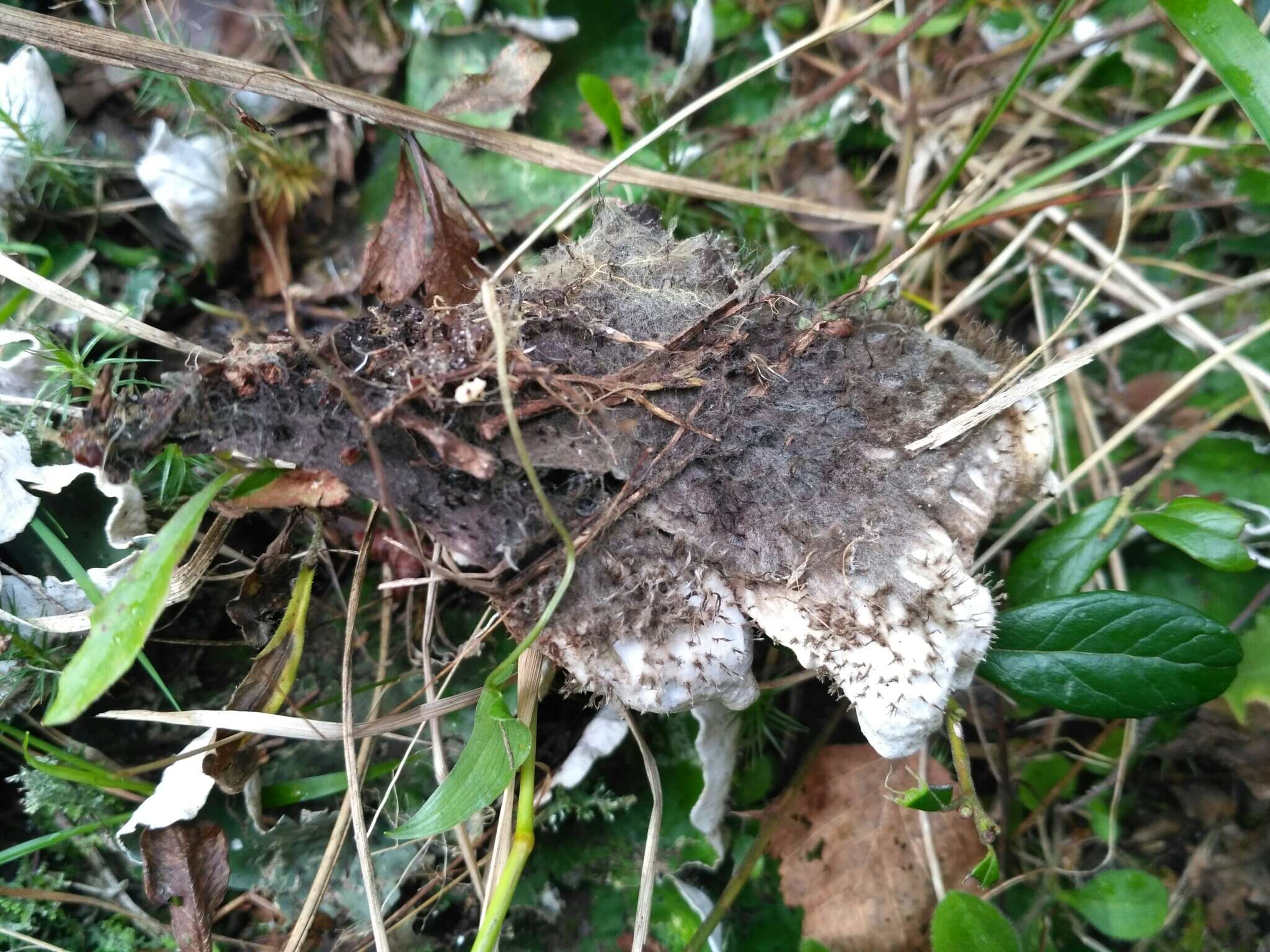 Image of felt lichen