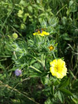 Image of sulphur cinquefoil