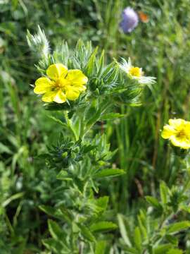 Image of sulphur cinquefoil