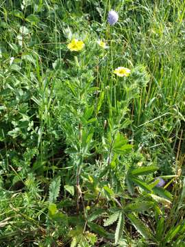 Image of sulphur cinquefoil