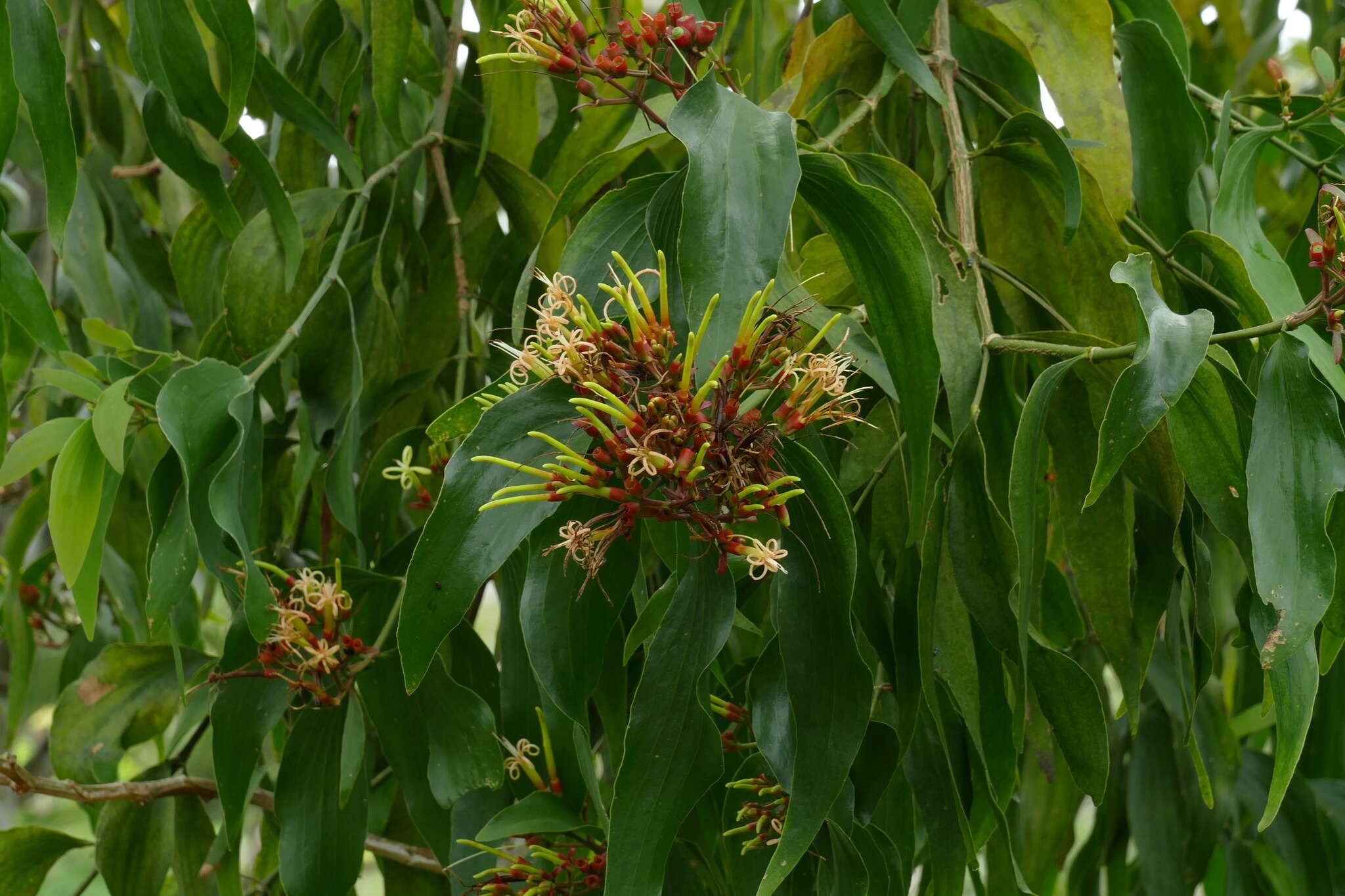 Imagem de Psittacanthus cucullaris (Lam.) G. Don