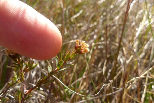 Image of Pimelea suteri T. Kirk