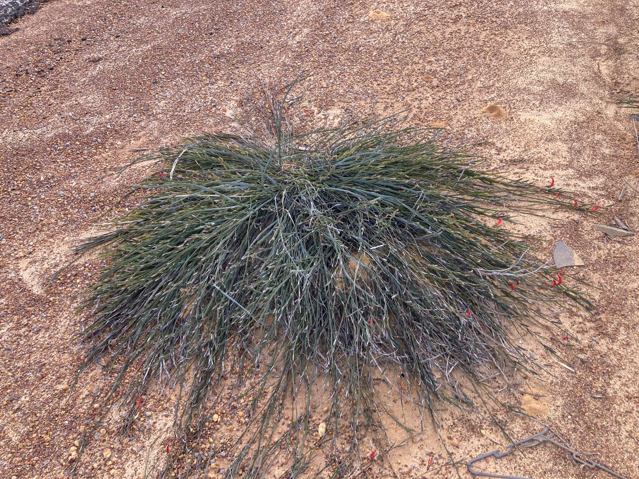 Image of <i>Leptosema aphyllum</i>