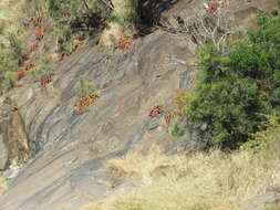 Image of Aloe vanbalenii Pillans