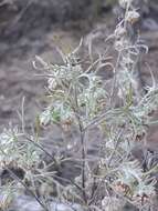 Слика од Artemisia jacutica Drobov