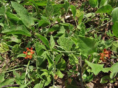 Image of Gulf Indian breadroot