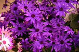 Image of common ragwort