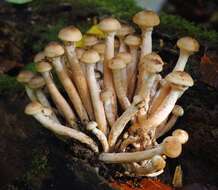 Image of Honey Fungus