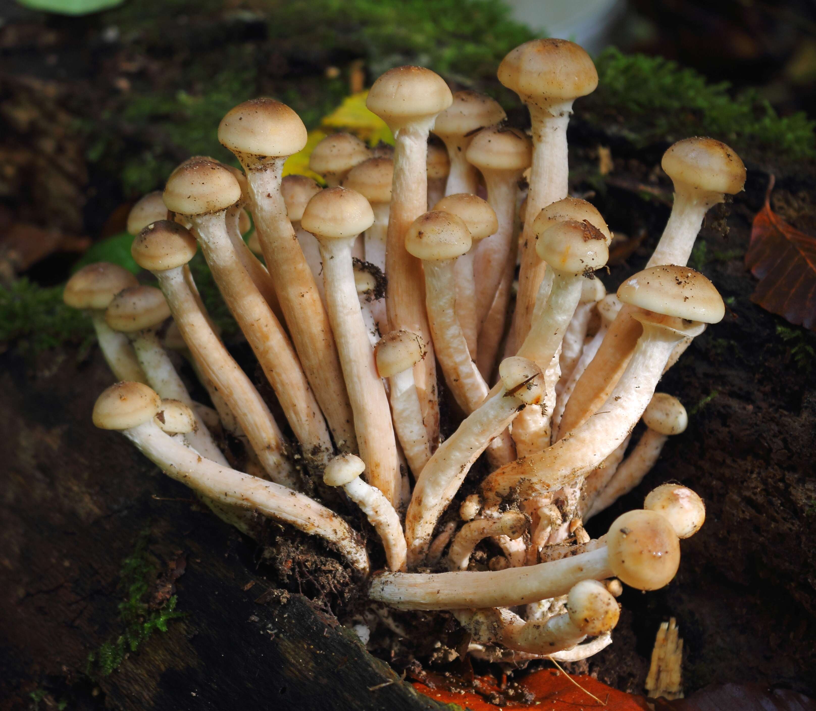 Image of Honey Fungus