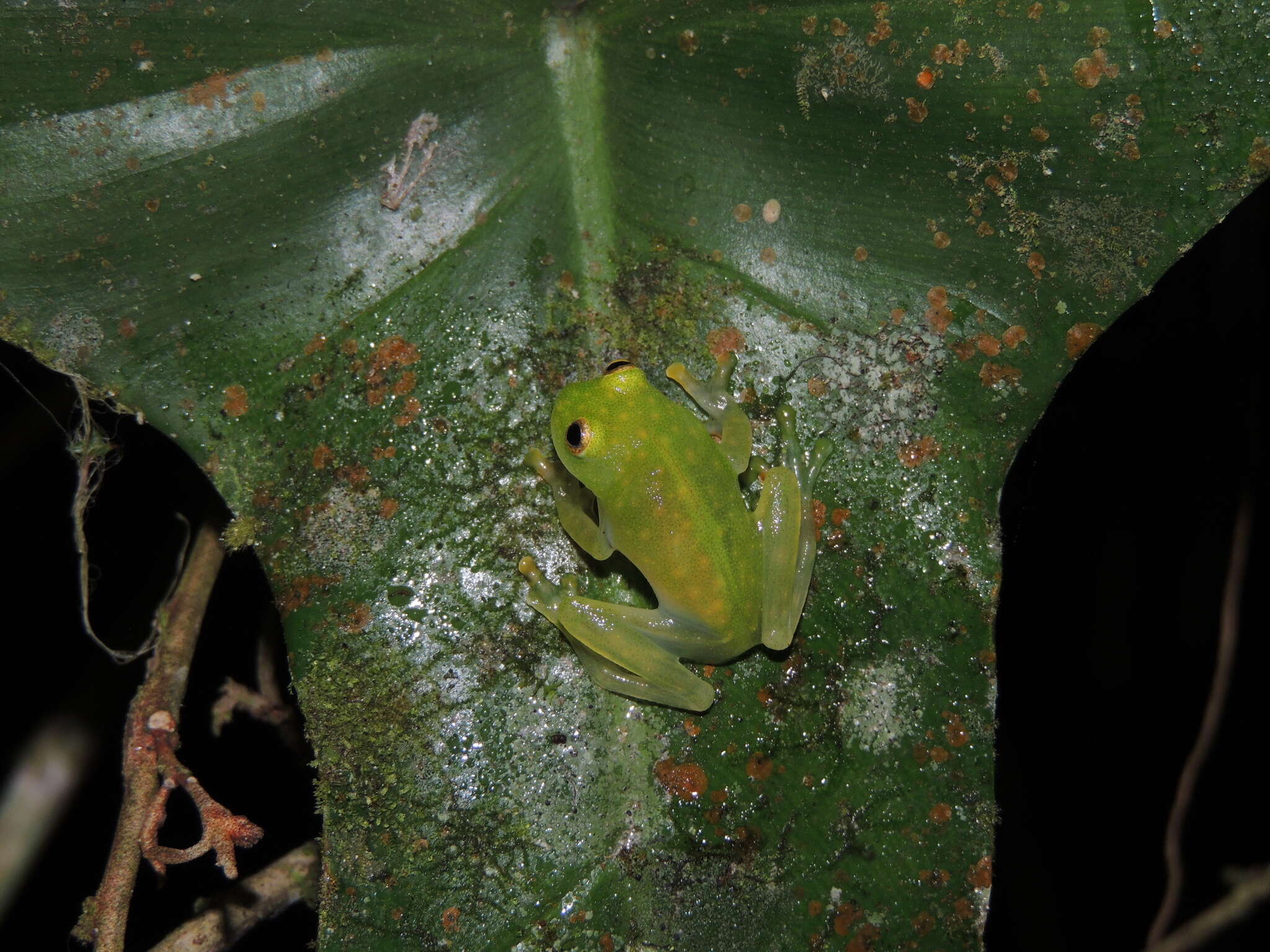 Image de Hyalinobatrachium tatayoi Castroviejo-Fisher, Ayarzagüena & Vilà 2007