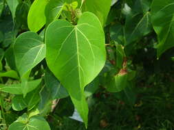 Image of Portia tree