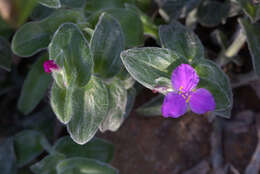 Image of Tradescantia sillamontana Matuda