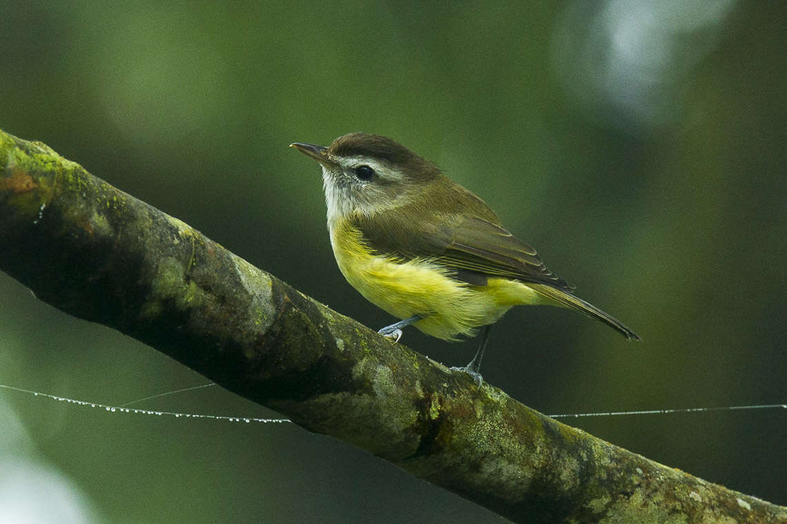 Imagem de Vireo leucophrys (Lafresnaye 1844)