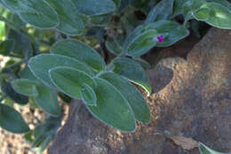 Image of Tradescantia sillamontana Matuda