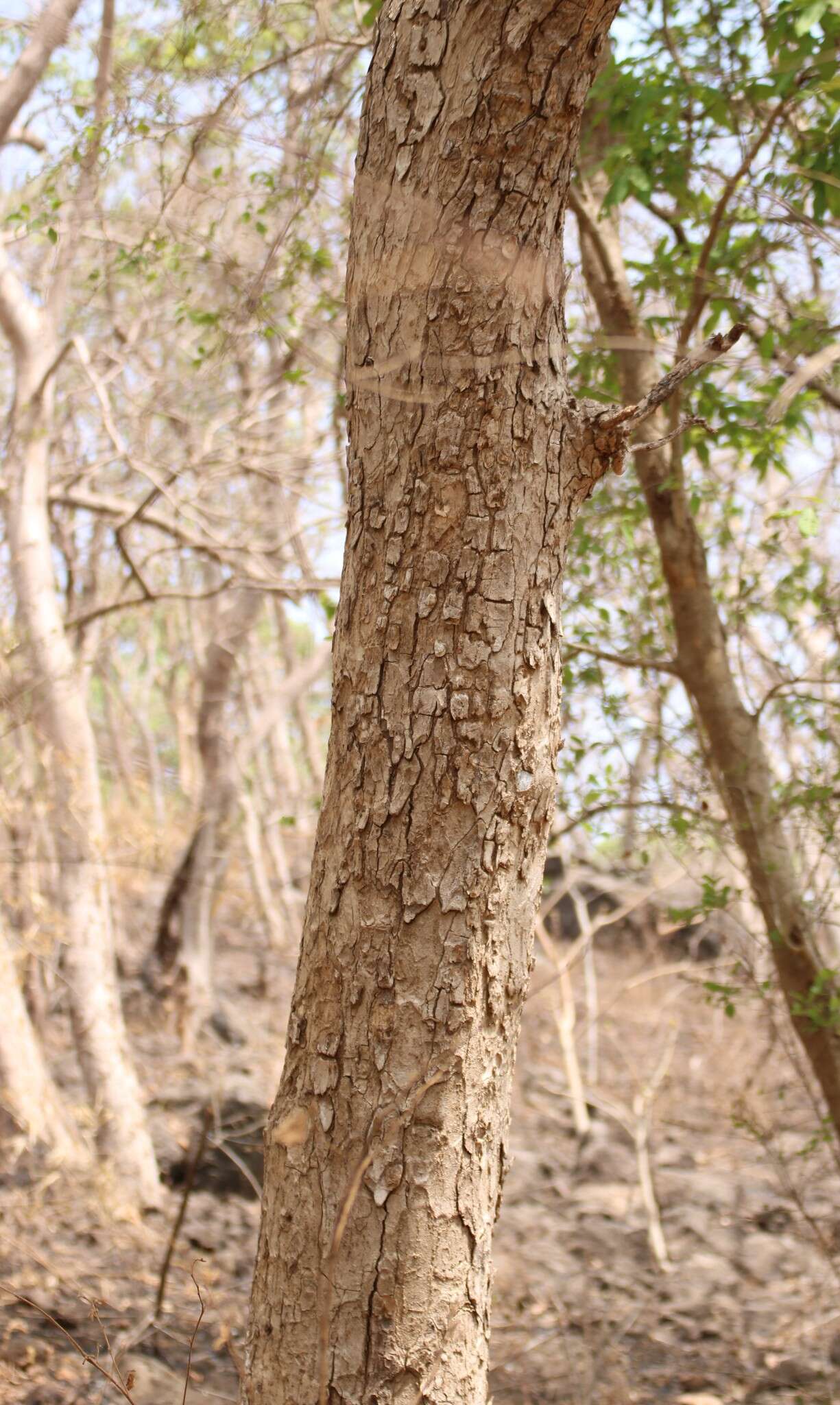 Image de Radermachera xylocarpa (Roxb.) Roxb. ex K. Schum.