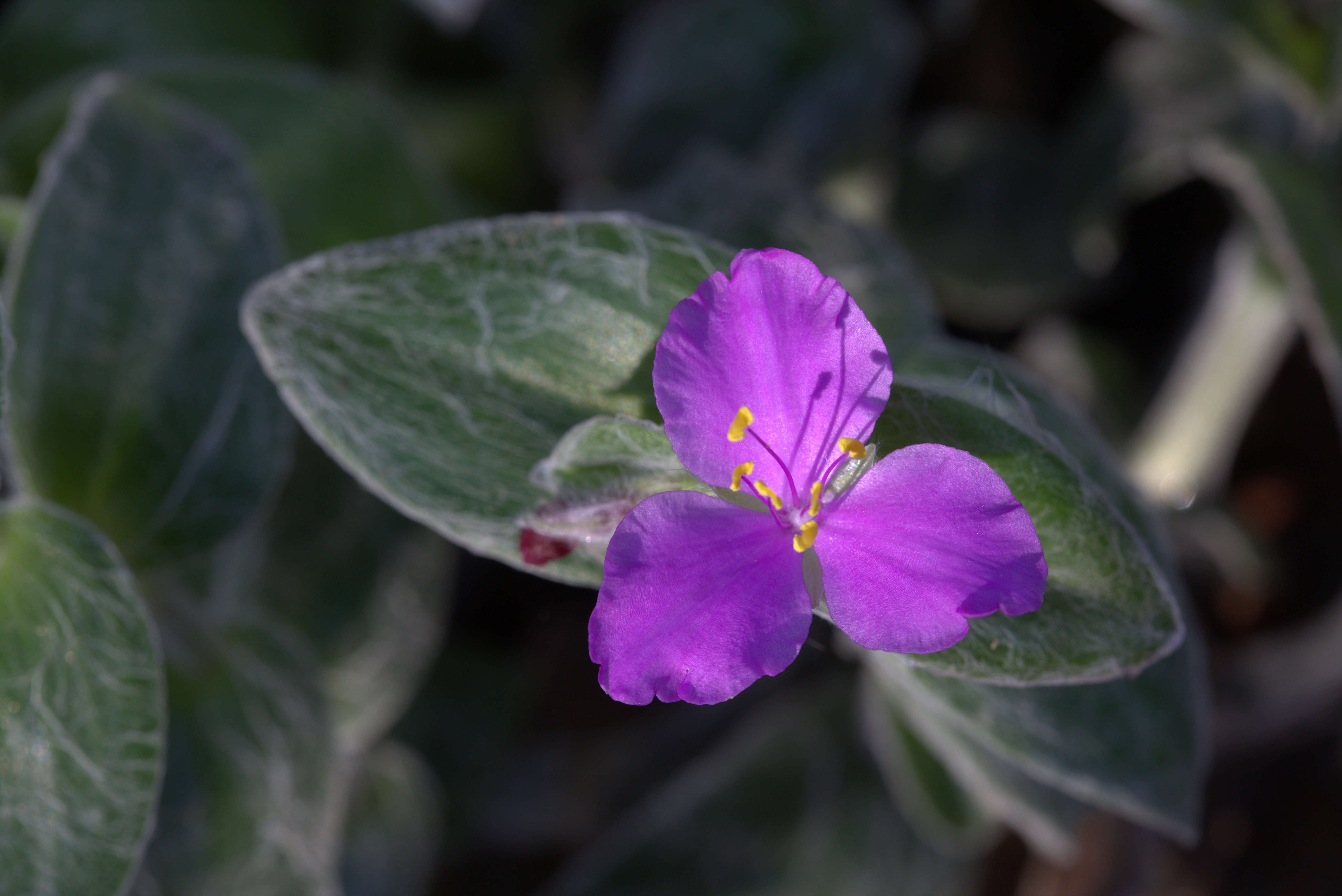 Image of Tradescantia sillamontana Matuda