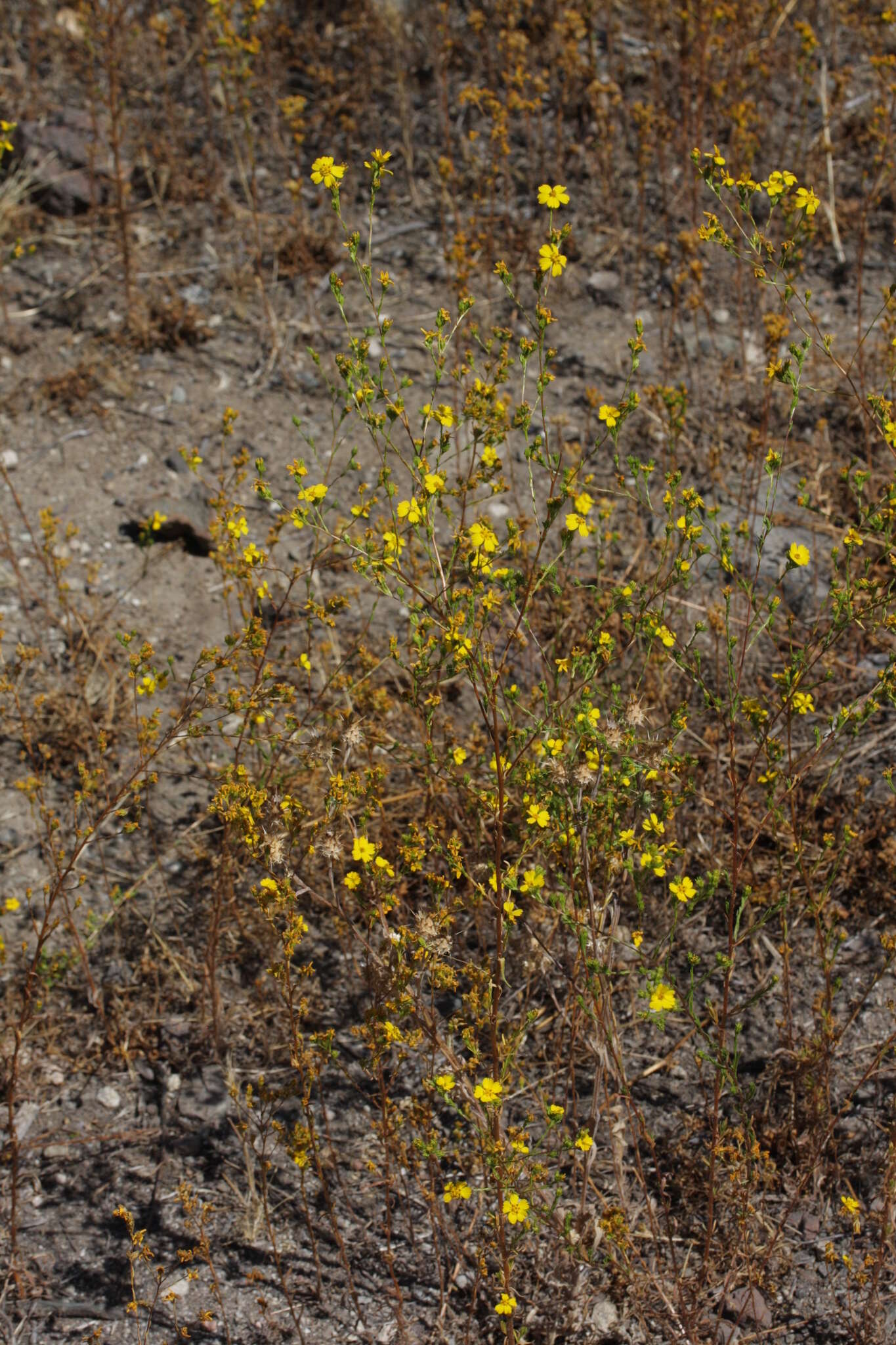 صورة Deinandra fasciculata (DC.) Greene