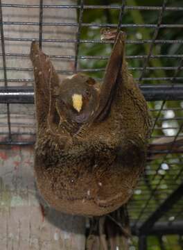 Image of Philippine Flying Lemurs