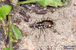 Image of Cicindela (Cicindela) scutellaris lecontei Haldeman 1853