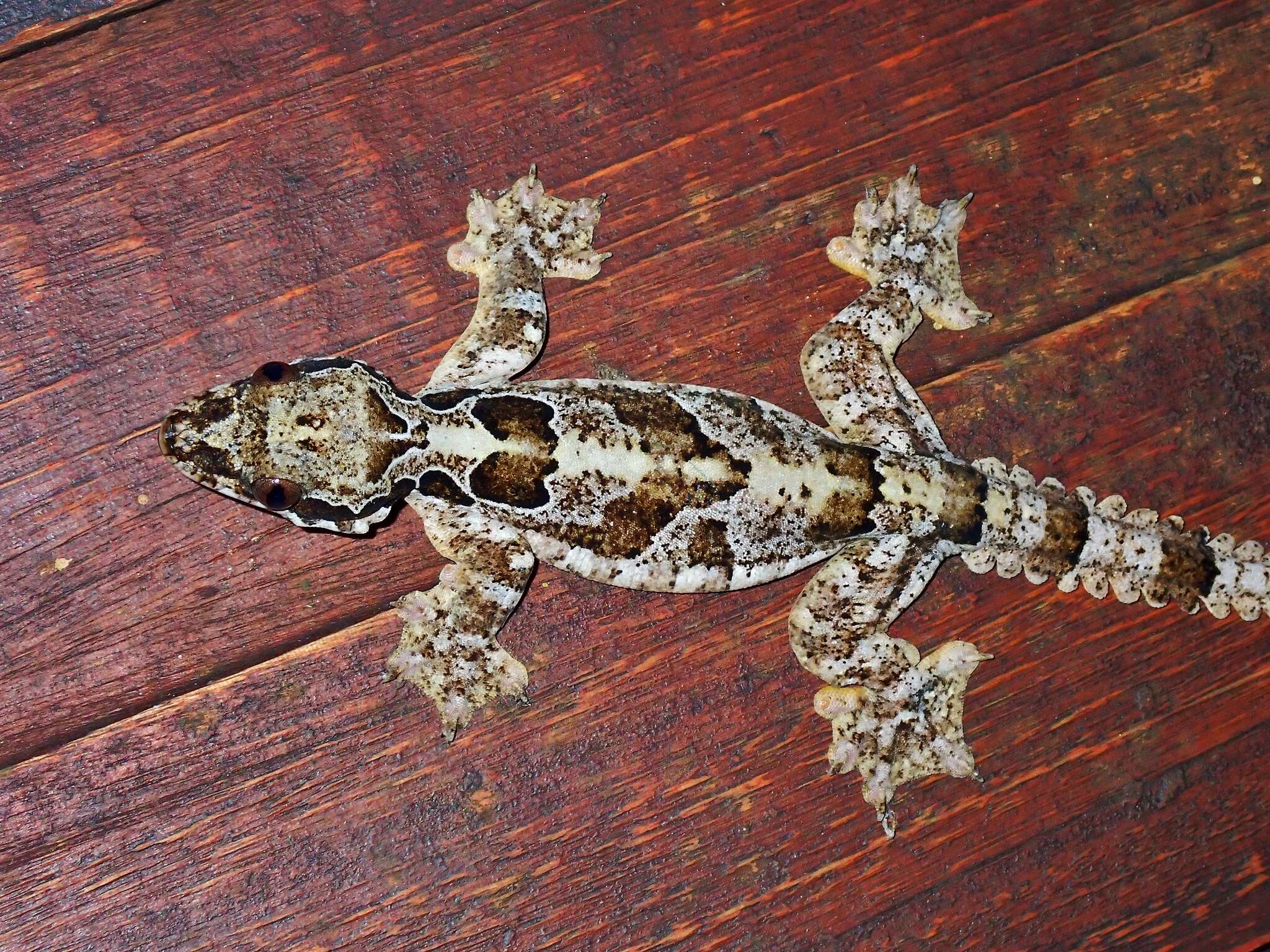 Image of Gekko horsfieldii (Gray 1827)