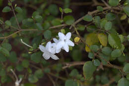 Imagem de Pseuderanthemum repandum subsp. tuberculatum (Hook. fil.) H. Heine