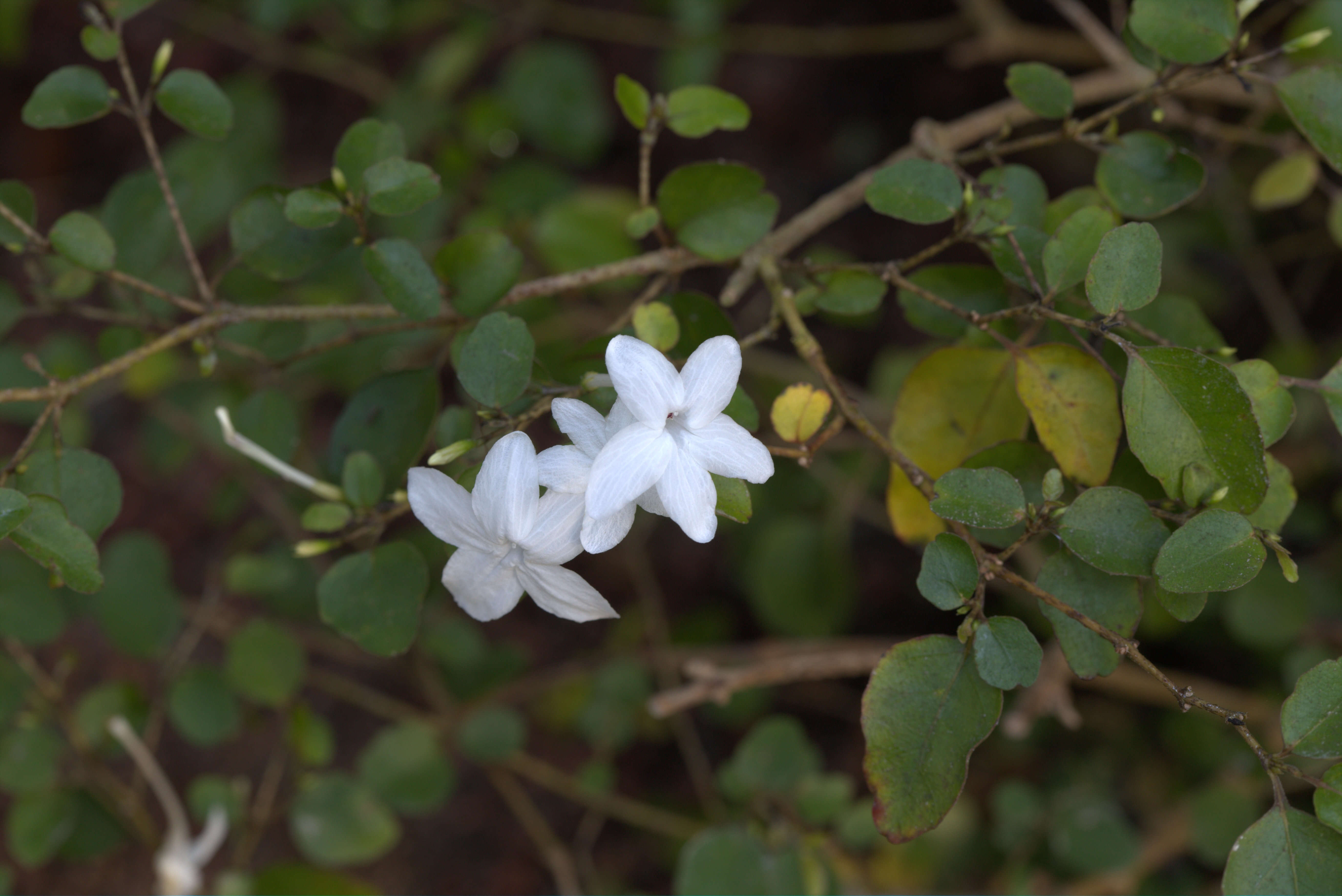 Image of Pseuderanthemum repandum subsp. tuberculatum (Hook. fil.) H. Heine