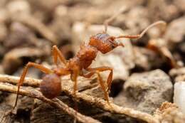 Plancia ëd Trachymyrmex arizonensis (Wheeler 1907)