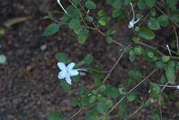 Imagem de Pseuderanthemum repandum subsp. tuberculatum (Hook. fil.) H. Heine