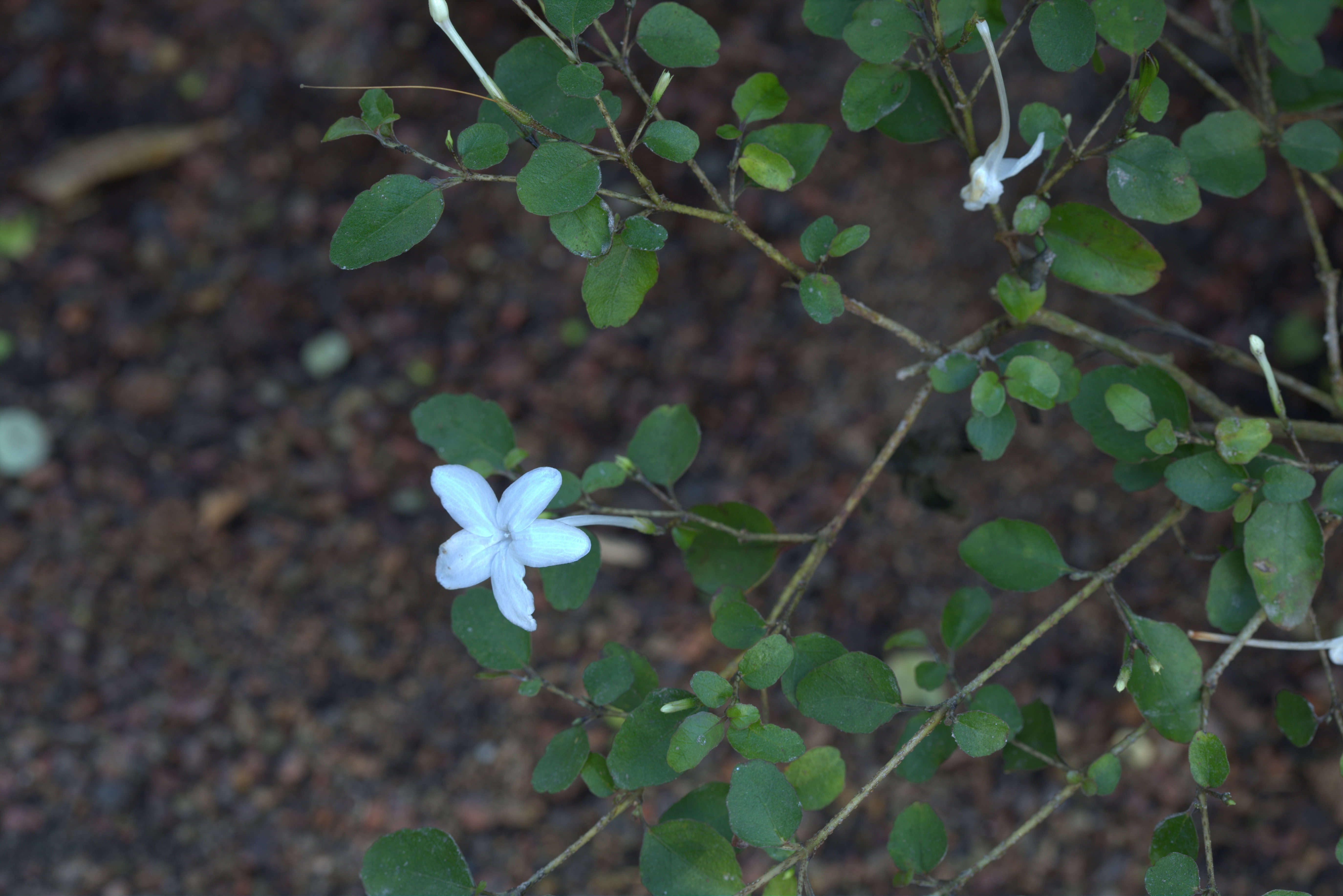 Image of Pseuderanthemum repandum subsp. tuberculatum (Hook. fil.) H. Heine