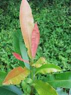 Image of Protorhus longifolia (Bernh.) Engl.