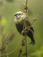 Image of Grey-headed Mannikin