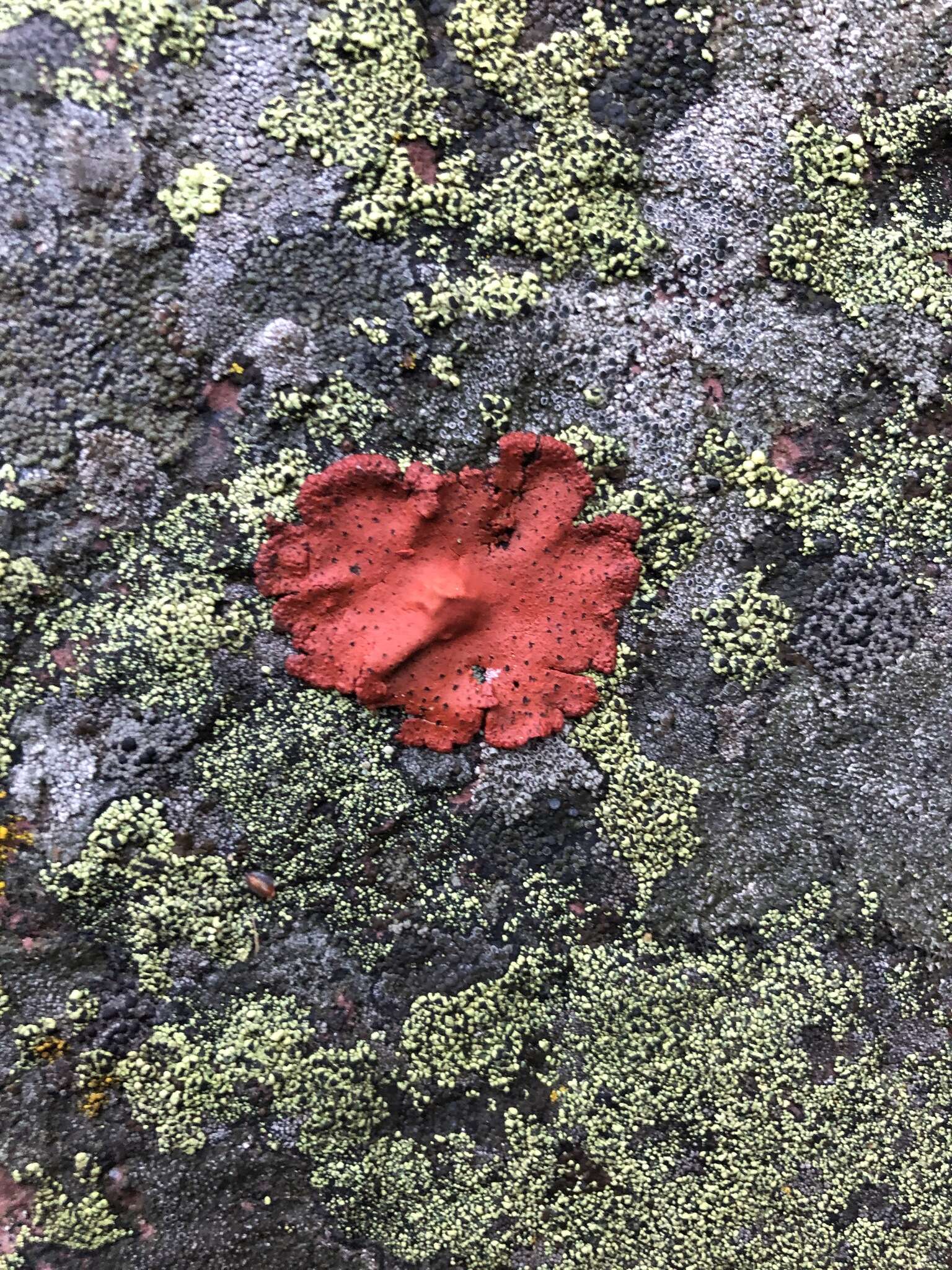 Image of <i>Umbilicaria phaea</i> var. <i>coccinea</i>