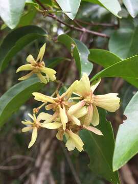 Imagem de Niedenzuella acutifolia (Cav.) W. R. Anderson