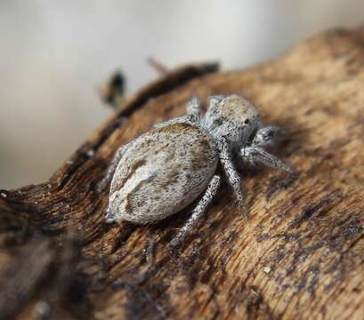 Image of Habronattus festus (Peckham & Peckham 1901)