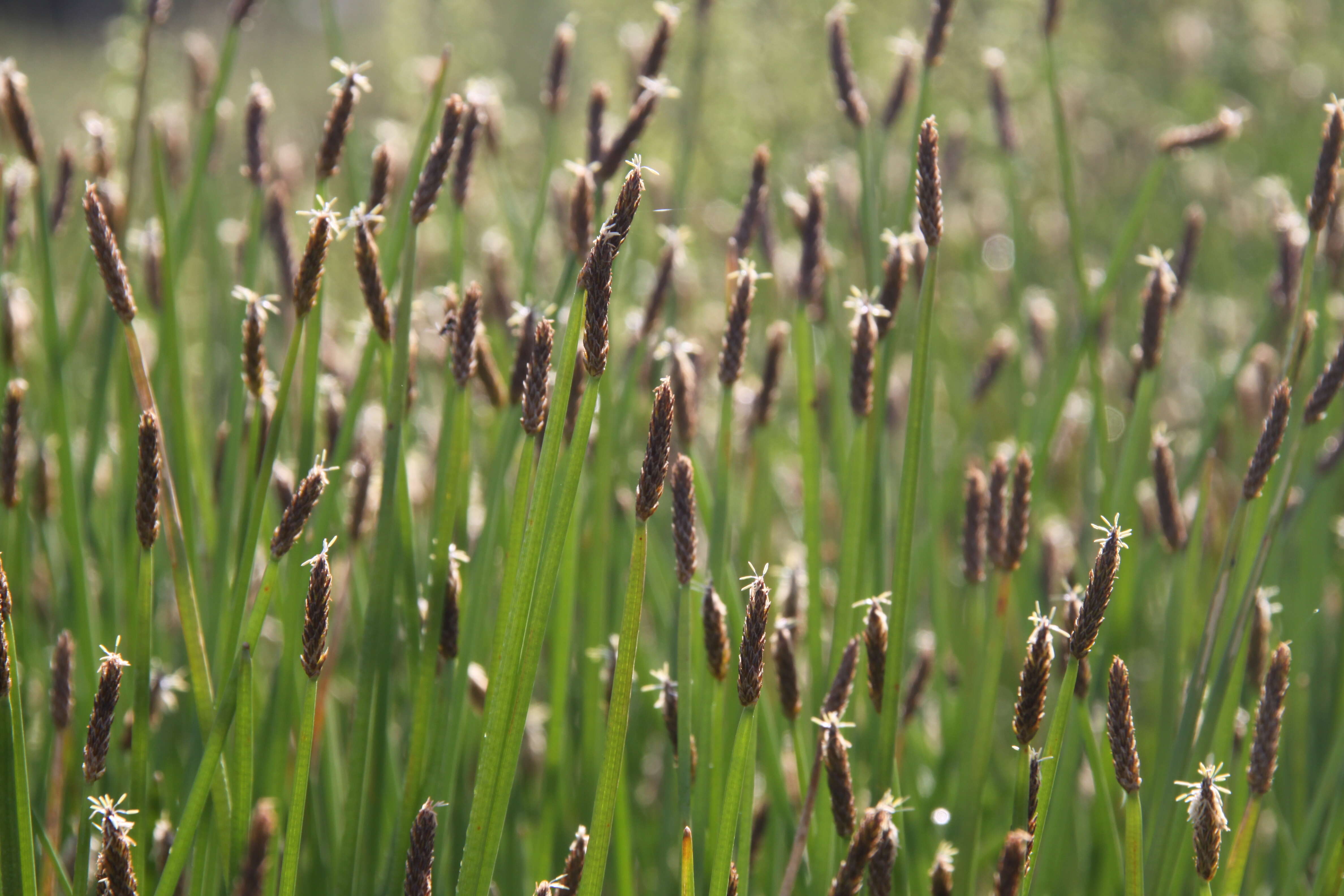 Image of Common Spike-rush