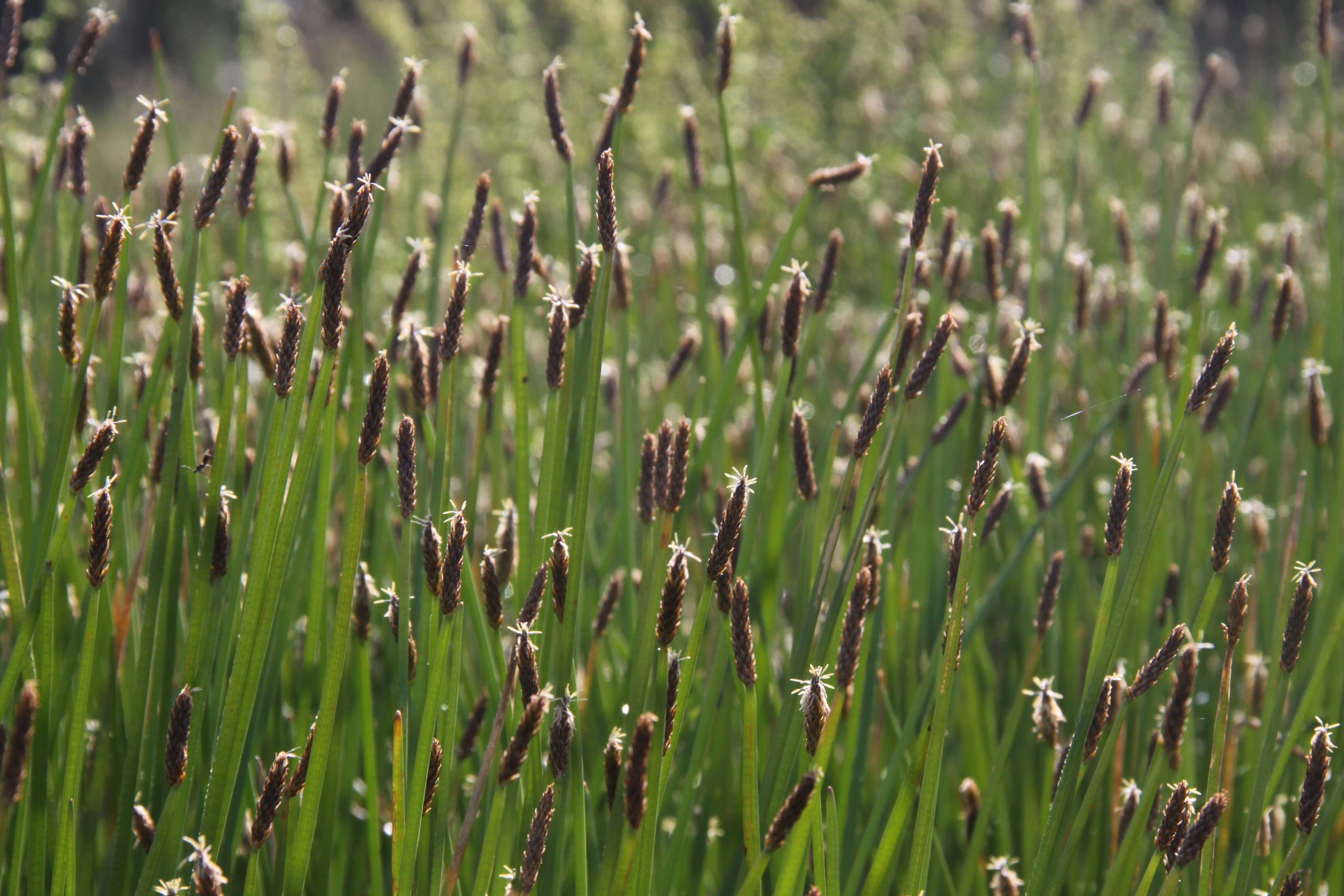 Image of Common Spike-rush