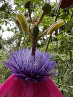 Image de Passiflora longipes A. Juss.