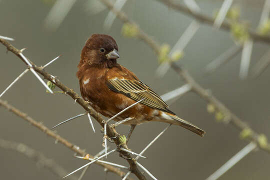 Image of Chestnut Sparrow