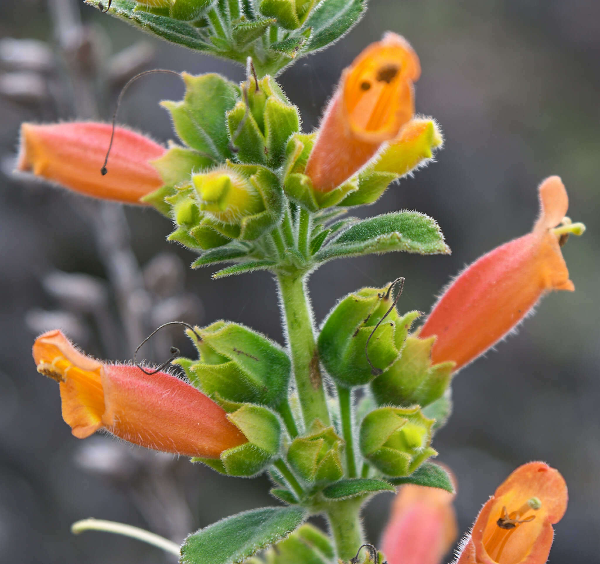 Image of Sinningia incarnata (Aubl.) Denham