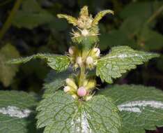 Image of spotted dead-nettle